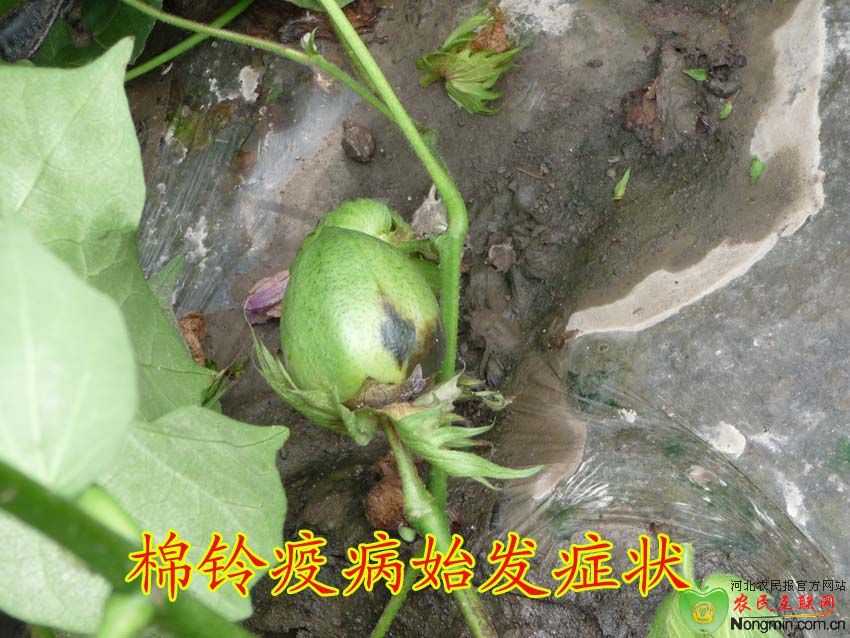 刘春台的农民互联网-警惕棉铃疫病爆发