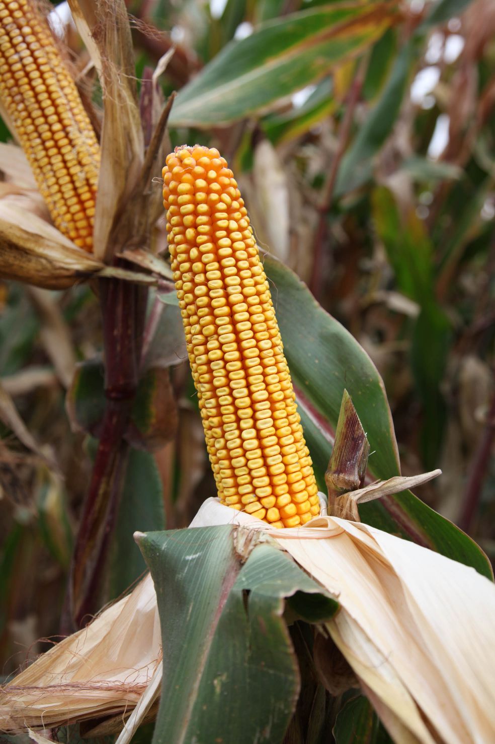 河北泊头市:7万亩种肥配套玉米获得高产