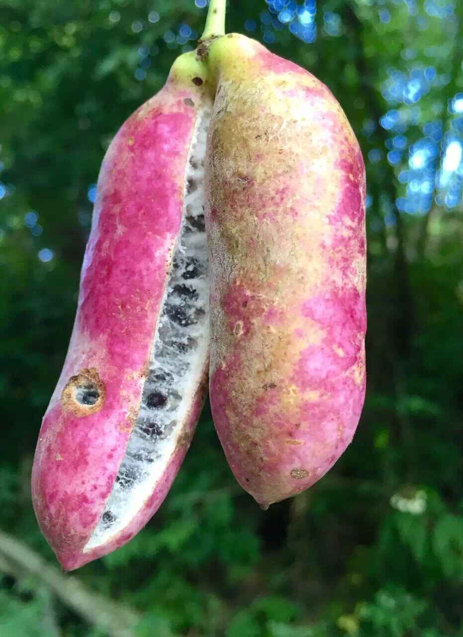 神农架的野香蕉似死人手指或红薯