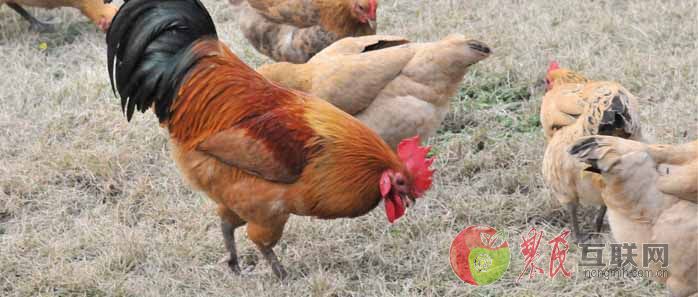 冬天养鸡要预防的四种传染病