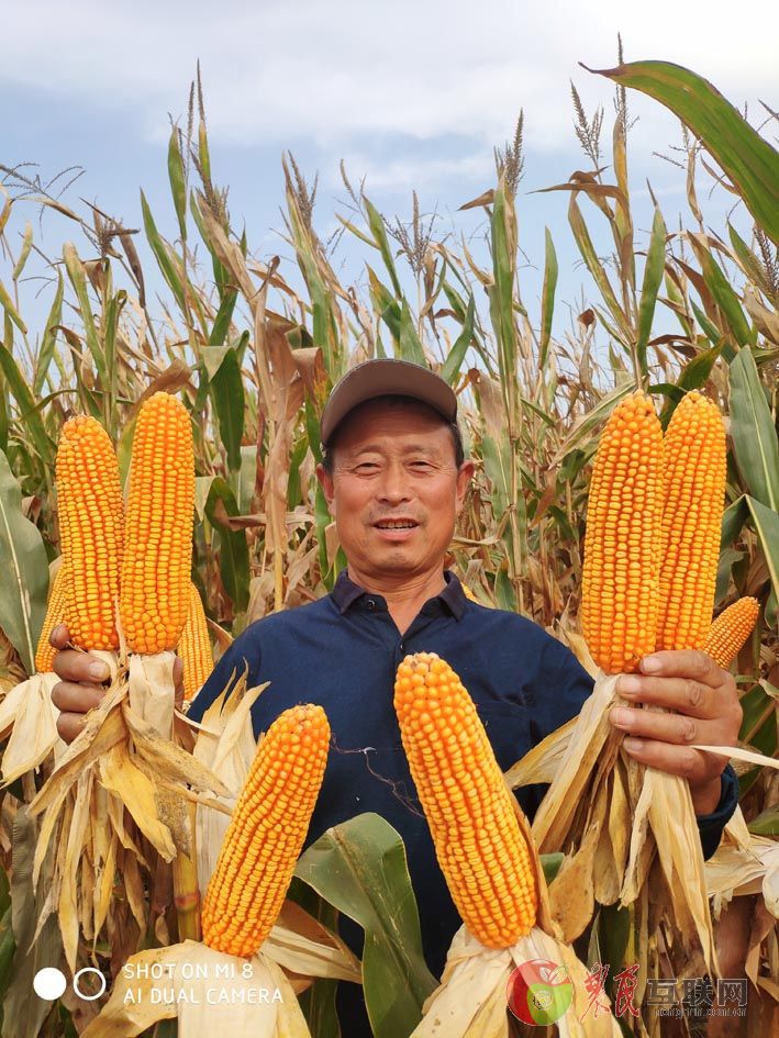 拥民肥惠农心(25):玉米丰收季之众口齐夸好玉米